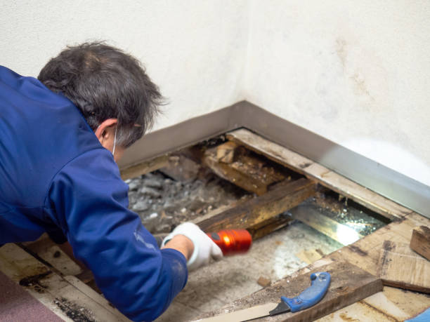 Best Mold Testing and Inspection Services in Pleasant Ridge, MI