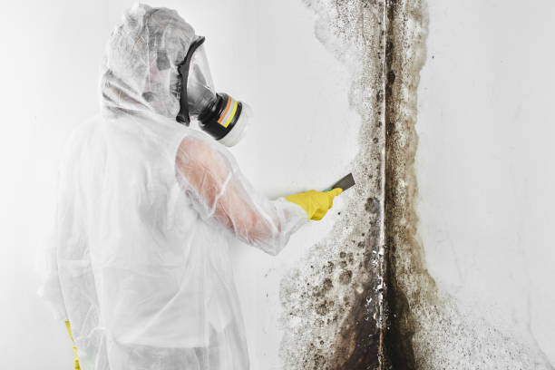 Best Mold Remediation for Specific Building Types in Pleasant Ridge, MI