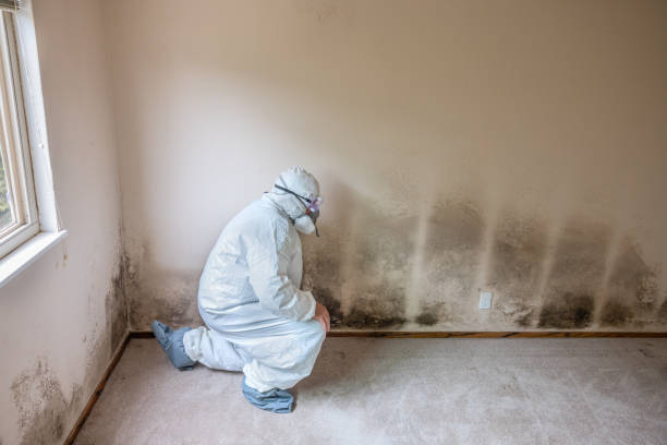Best Mold Testing and Inspection Services in Pleasant Ridge, MI
