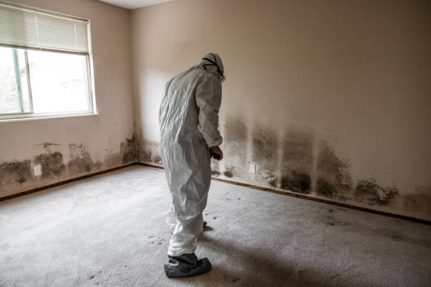 Best Insurance-Related Mold Remediation in Pleasant Ridge, MI