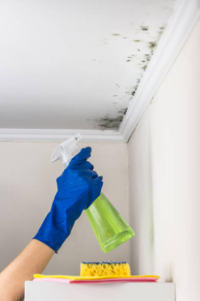 Best Localized Mold Remediation (e.g., coastal areas, humid climates) in Pleasant Ridge, MI