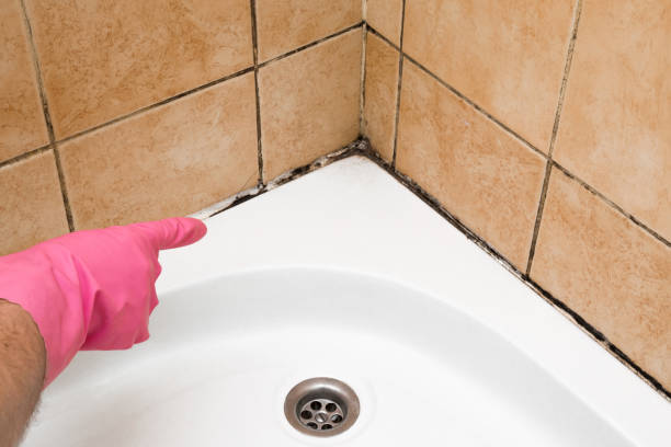 Best White Mold Remediation in Pleasant Ridge, MI