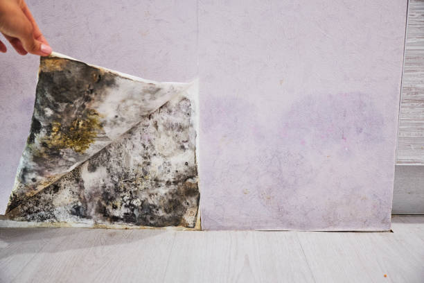 Best Residential Mold Remediation in Pleasant Ridge, MI